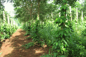 Hướng dẫn trồng và chăm sóc hồ tiêu ph