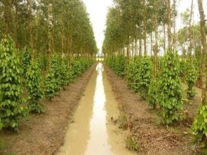 Hướng dẫn trồng và chăm sóc hồ tiêu phần 2 chuẩn bị đất trồng, cách trồng cây