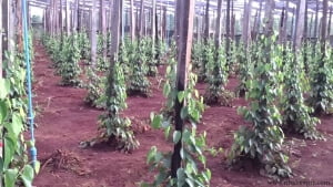 Triển vọng xuất khẩu và sự dẫn đầu sân chơi của hồ tiêu Việt Nam 3 Triển vọng xuất khẩu và sự dẫn đầu sân chơi của hồ tiêu Việt Nam