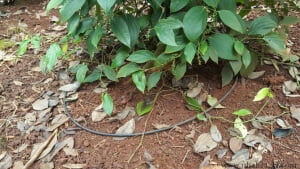 Triển vọng xuất khẩu và sự dẫn đầu sân chơi của hồ tiêu Việt Nam 2 Triển vọng xuất khẩu và sự dẫn đầu sân chơi của hồ tiêu Việt Nam