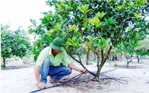 Tuoi nho giot cho cay Cam o vung dat cat, Le Thuy - Quang Binh