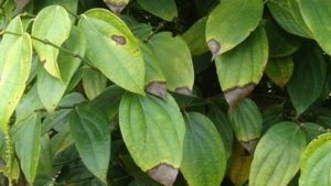 BỆNH CHẾT NHANH, CHẾT CHẬM Ở CÂY HỒ TIÊU VA CÁCH PHÒNG CHỐNG