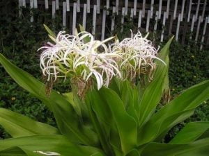 CÂY THUỐC QUÝ - TRINH NỮ HOÀNG CUNG