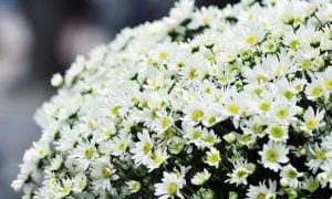 Hội chợ hoa - the flowers sale