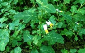 CÀ GAI LEO- HƯỚNG DẪN TRỒNG, CHĂM SÓC VÀ THU HOẠCH