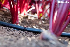 dau-tuoi-nho-giot-katif