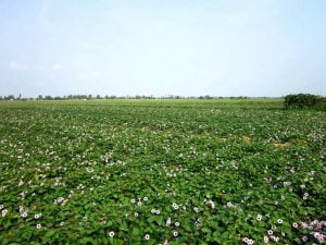 Nhu cầu nước qua từng giai đoạn của cây khoai lang