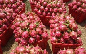 THANH LONG VIỆT NAM CHÍNH THỨC ĐƯỢC PHÉP XUẤT KHẨU SANG NƯỚC ÚC