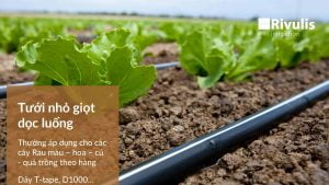 Tưới nhỏ giọt trong nhà kính