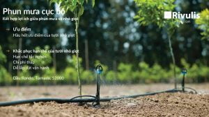 Tưới phun mưa cục bộ tiết kiệm nước