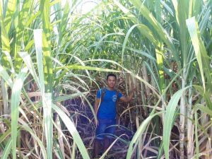 Kỹ thuật trồng và chăm sóc cây mía