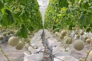 PHƯƠNG PHÁP TRỒNG VÀ CHĂM SÓC DƯA LƯỚI