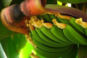 Chuối đạt năng suất cao