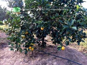 Hội chợ Cam Vinh 2017