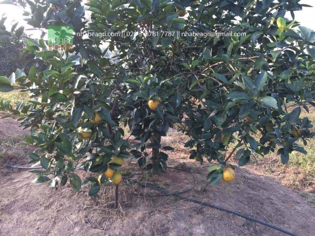 Hội chợ Cam Vinh 2017