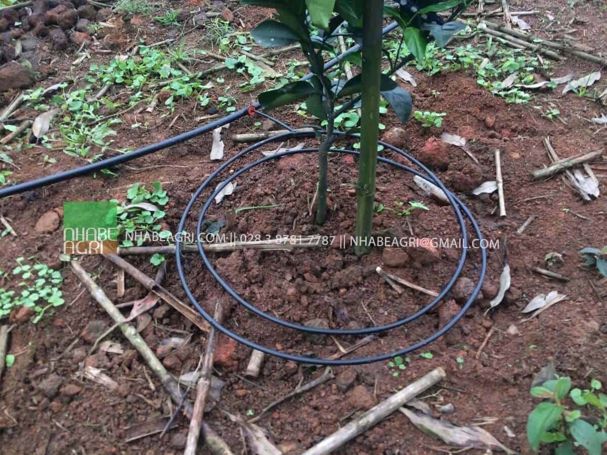 Áp dụng hình thức tưới nhỏ giọt quanh gốc cho cây Cam tại Nghệ An