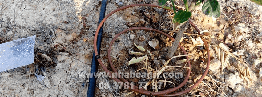 Hình thức tưới nhỏ giọt