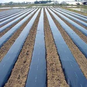 Màng phủ nông nghiệp tự hủy cao cấp Nhà bè agri