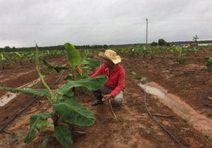 Đắk Lắk phát triển nông nghiệp công nghệ cao.