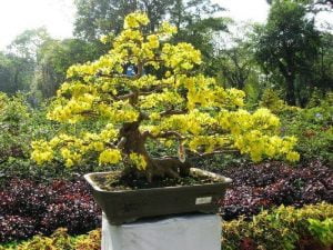 Mai vàng ngày tết 2018.