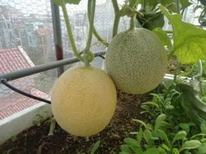 Trồng dưa lưới công nghệ cao.