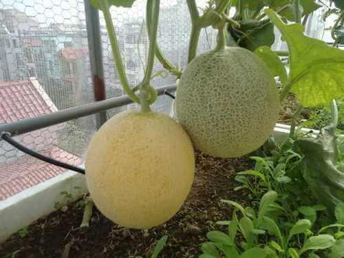 Trồng dưa lưới công nghệ cao.