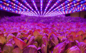 Trồng rau bằng công nghệ đèn LED