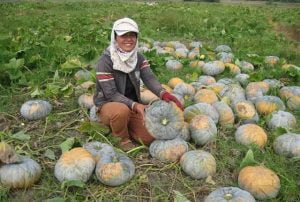 Áp dụng tưới nhỏ giọt cho cây bí đỏ.