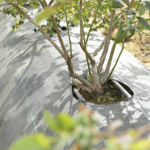 Dây tưới nhỏ giọt Rivulis Hydrodrip Tape - Israel 6 day-tuoi-nho-giot-d5000-1