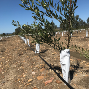 Dây tưới nhỏ giọt Rivulis Hydrodrip Tape - Israel 7 day-tuoi-nho-giot-d5000_2