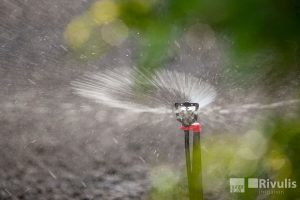 Hệ thống tưới phun mưa cho rau màu bằng đầu Rivulis Rondo