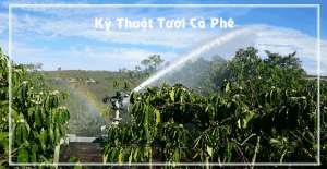 kỹ thuật tưới cà phê bằng phương pháp tưới phun mưa