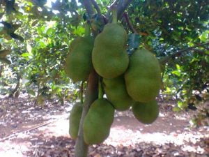 Ky thuat trong Mit thai