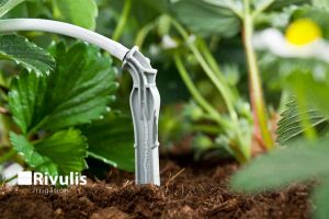 Que cắm nhỏ giọt dripeg tưới cây trồng trong bịch