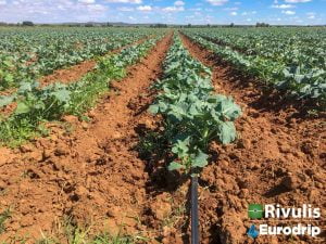 Tưới su hào bằng dây nhỏ giọt T-tape