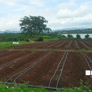 Dây tưới nhỏ giọt trải dọc luống Rivulis Eolos Garden