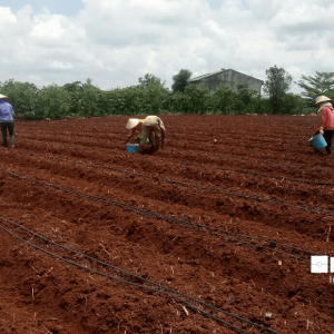 Bà con đang ươm hạt giống sau khi lắp đặt hệ thống tưới nhỏ giọt rải dọc luống