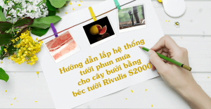 Hướng dẫn lắp hệ thống tưới phun mưa cho cây tưới bằng béc tưới rivulis S2000