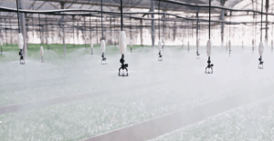 rondo tưới rau trong nhà kính