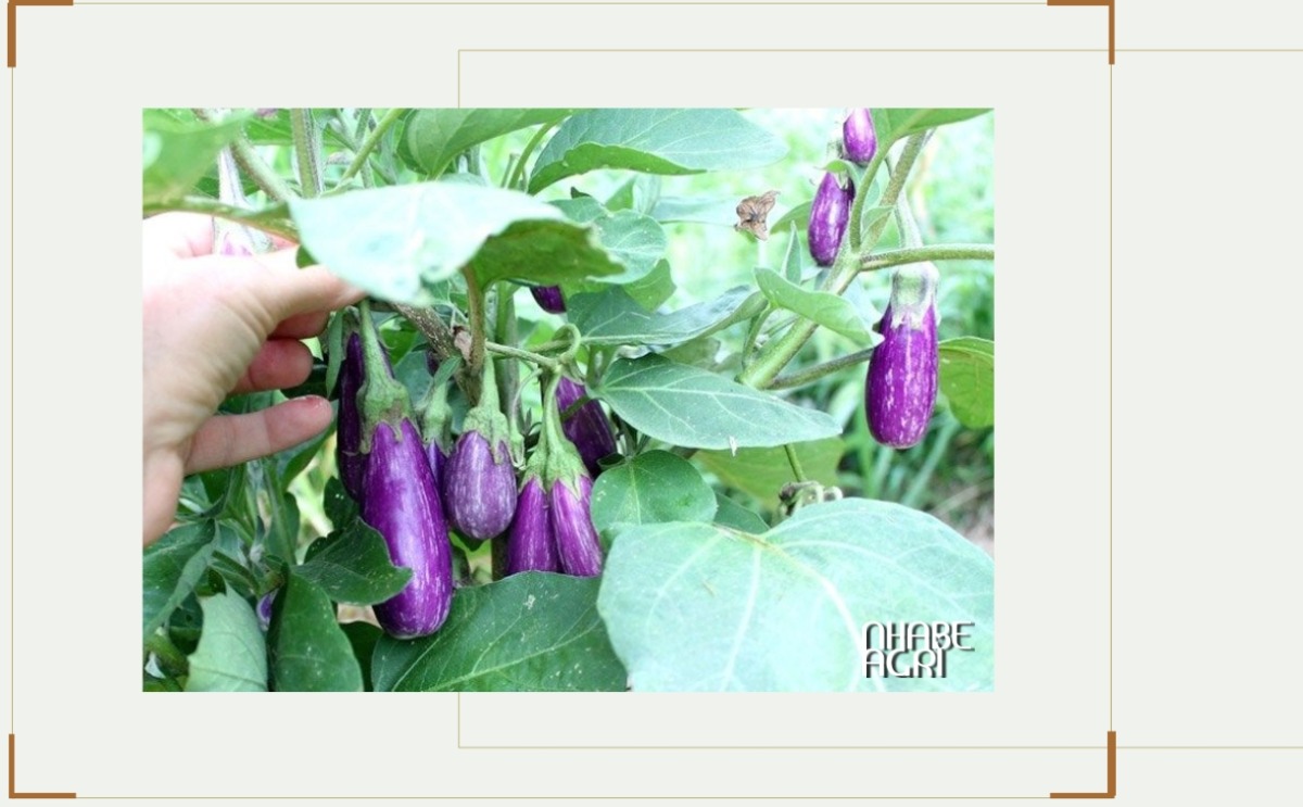 Cây cà tím Cây cà tím