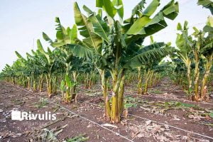 Tưới-chuối---hydrogol-2