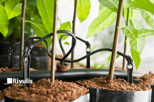 dau-tuoi-nho-giot-trong-tuoi-canh-quan