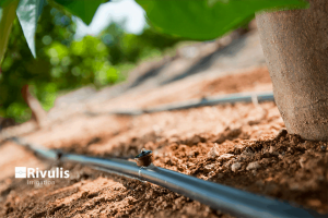 tuoi-cay-an-trai-hieu-qua-bang-dau-nho-giot-va-day-nho-giot-cuon-quanh-goc