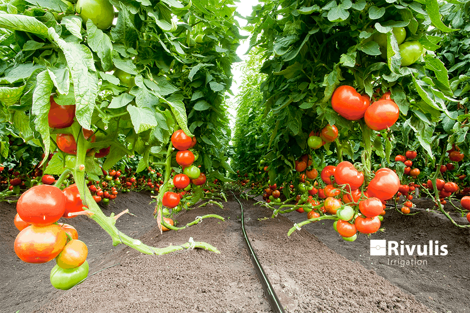 kỹ thuật trồng và chăm sóc cà chua