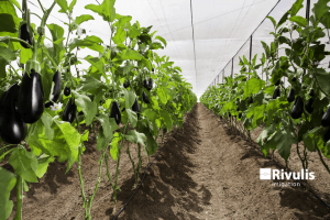 Trồng cà tím đạt hiệu quả kinh tế cao