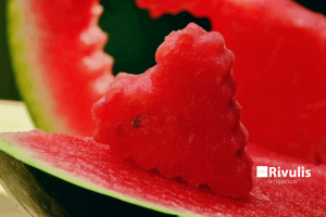 Trồng dưa hấu vụ Tết