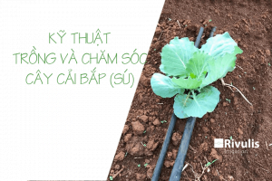 Kỹ thuật trồng và chăm sóc sú