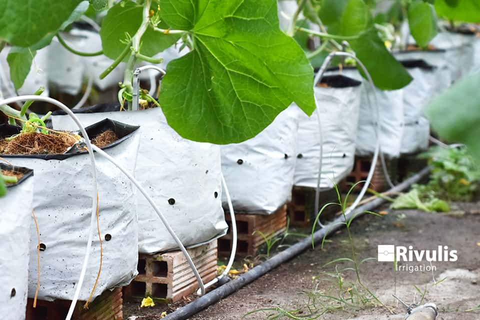 Đầu nhỏ giọt được sử dụng khi cây trồng còn nhỏ. Khi cây trồng lớn, kết hợp đầu nhỏ giọt với dây tưới nhỏ giọt cuốn quanh gốc cung cấp đủ lượng nước giúp cây phát triển.