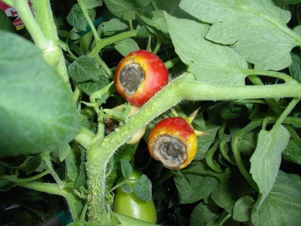 cách phòng trừ sâu bệnh hại cho cà chua