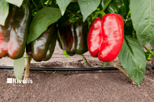 ống nhỏ giọt t-tape tưới ớt